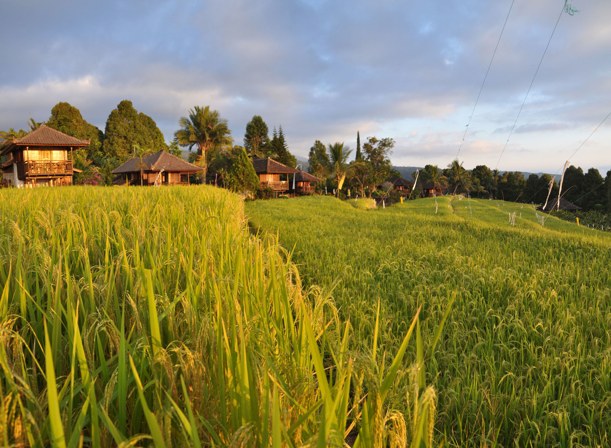 Puri Lumbung Cottages Gobleg  Kültér fotó