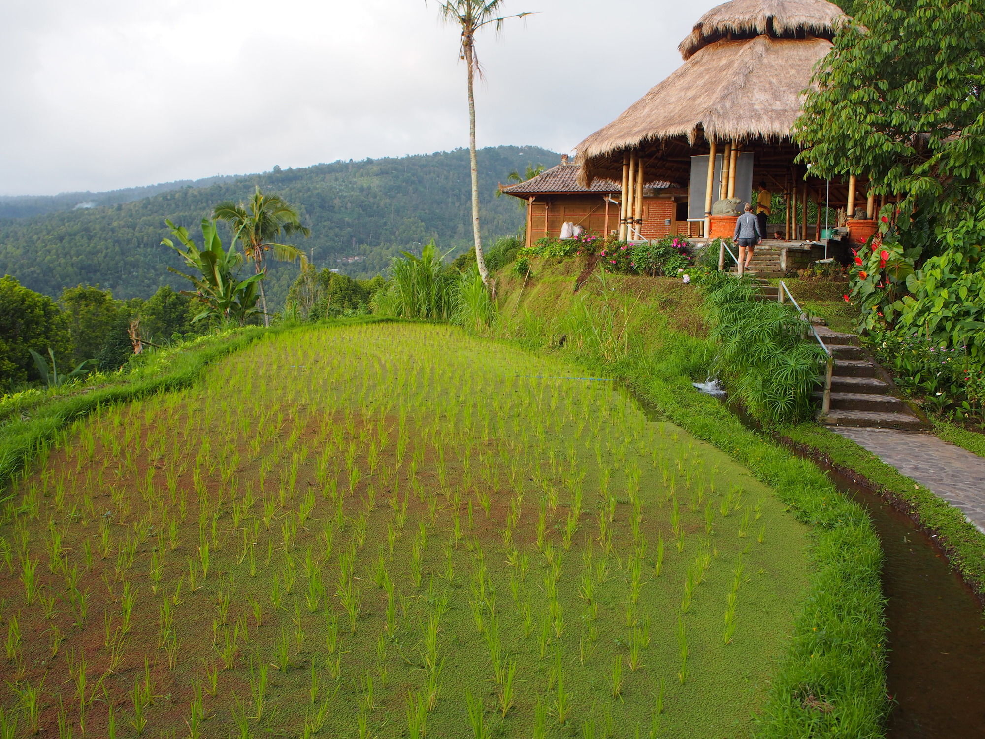 Puri Lumbung Cottages Gobleg  Kültér fotó